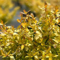 Buy Abelia × grandiflora 'Gold Jewel' online UK