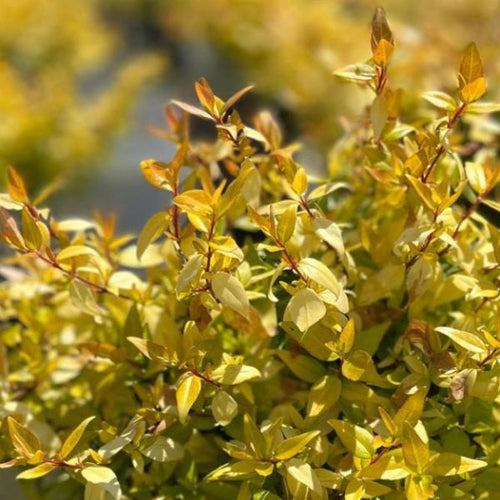 Buy Abelia × grandiflora 'Gold Jewel' online UK