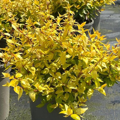 Buy Abelia × grandiflora 'Gold Jewel' online UK