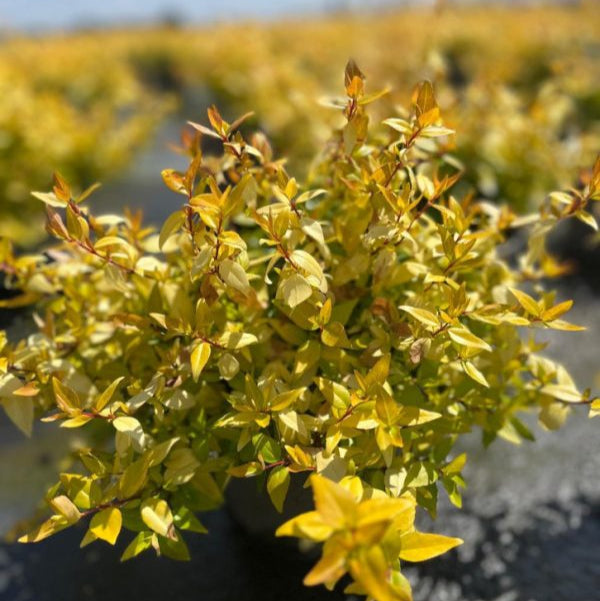 Buy Abelia × grandiflora 'Gold Jewel' online UK