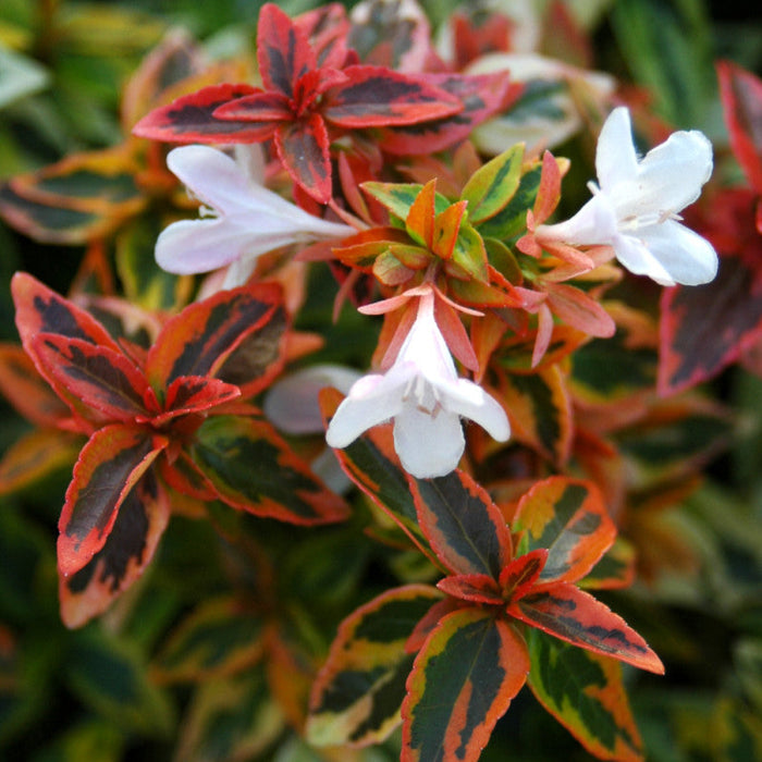 Buy Abelia × grandiflora 'Kaleidoscope' online UK