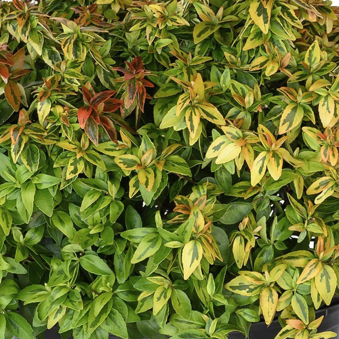 Buy Abelia × grandiflora 'Kaleidoscope' online UK