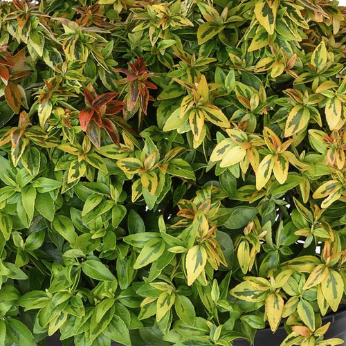 Buy Abelia × grandiflora 'Kaleidoscope' online UK
