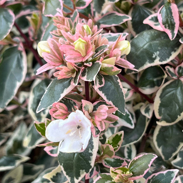 Buy Abelia × grandiflora 'Magic Daydream' online UK