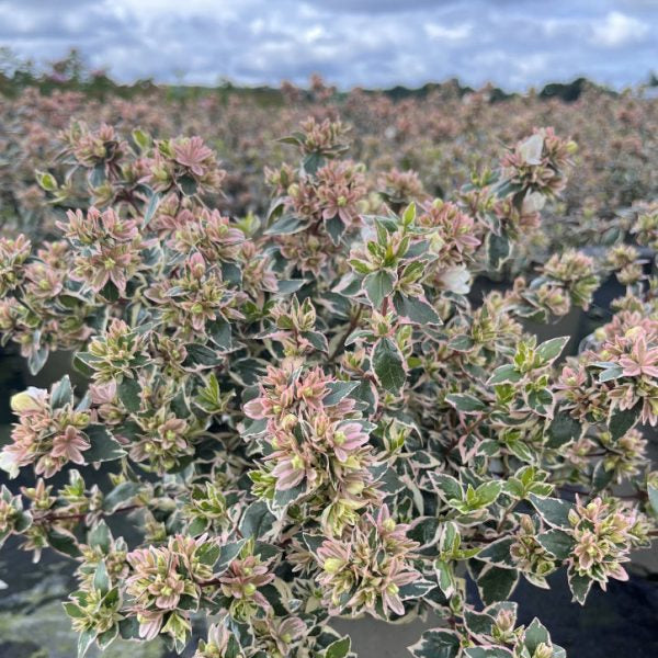 Buy Abelia × grandiflora 'Magic Daydream' online UK