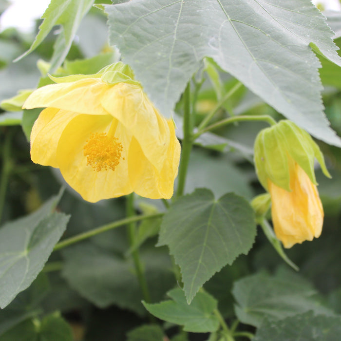 Buy Abutilon 'Canary Bird' online UK
