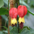 Buy Abutilon megapotamicum (Trailing Abutilon) online UK