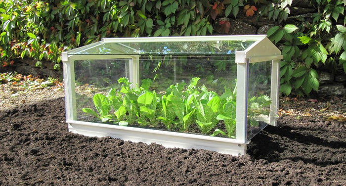 Buy Access Garden Cloche online UK