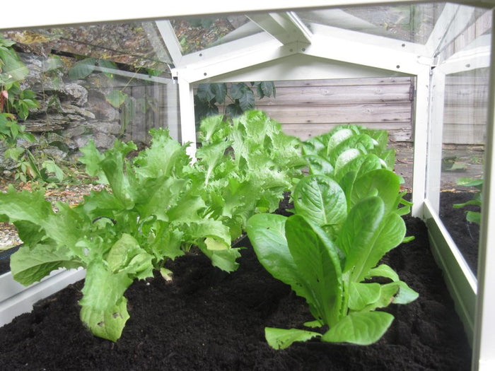 Buy Access Garden Cloche online UK