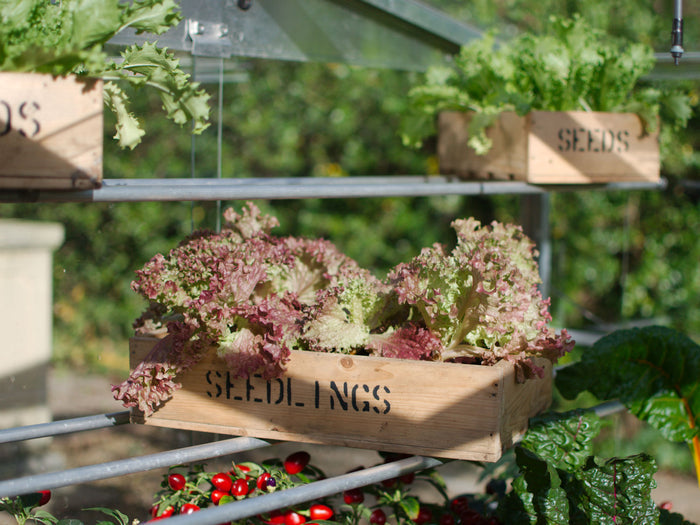 Buy Access Seed Tray Shelves online UK