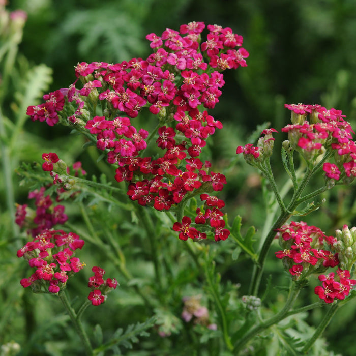 Buy Achillea millefolium 'New Vintage Red' online UK