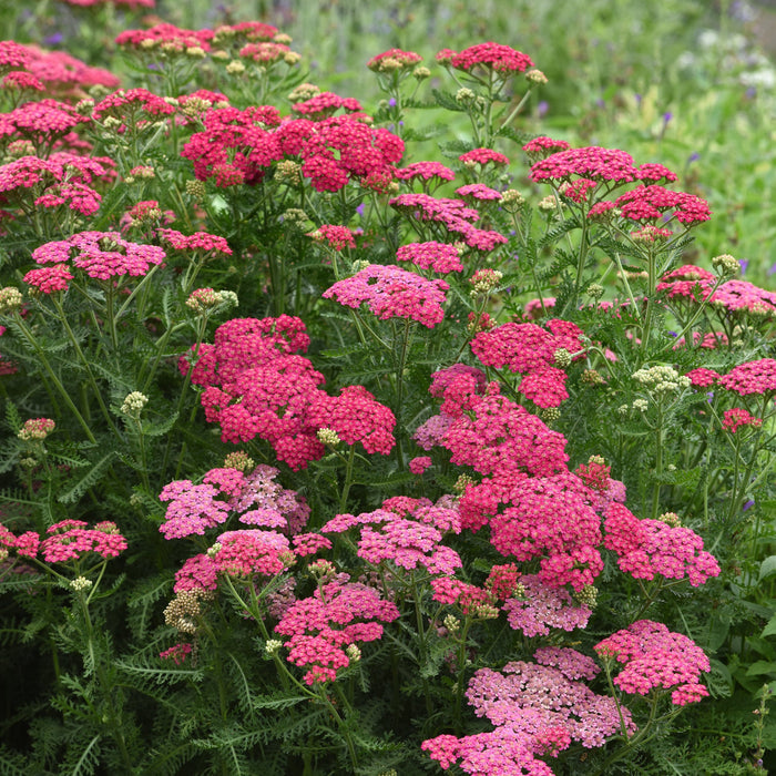 Buy Achillea millefolium 'New Vintage Rose' online UK