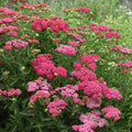 Buy Achillea millefolium 'New Vintage Rose' online UK