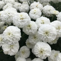 Buy Achillea ptarmica 'Peter Cottontail' online UK