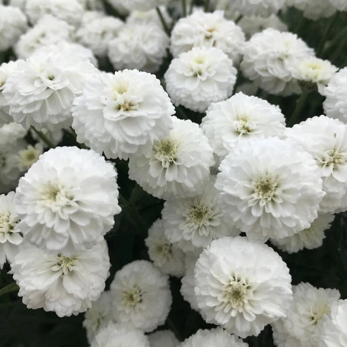 Buy Achillea ptarmica 'Peter Cottontail' online UK