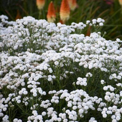 Buy Achillea ptarmica 'Peter Cottontail' online UK