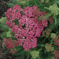 Buy Achillea 'Saucy Seduction' online UK