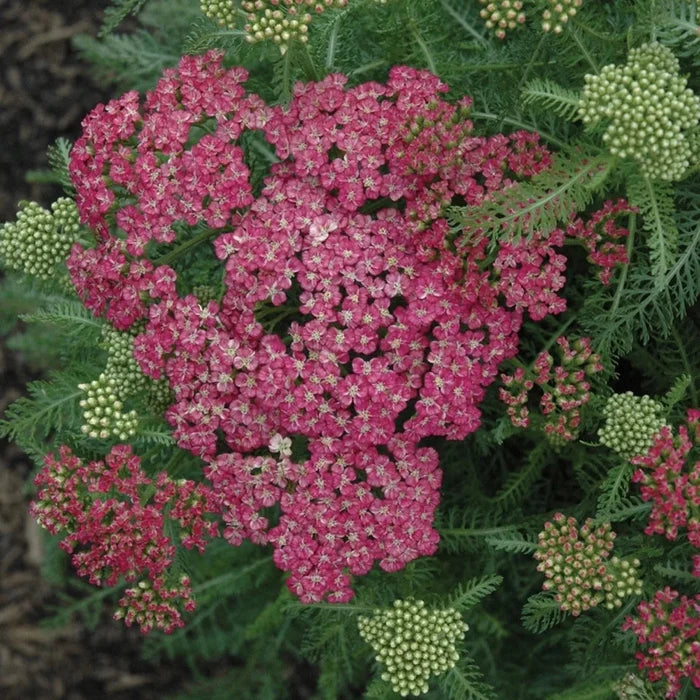 Buy Achillea 'Saucy Seduction' online UK