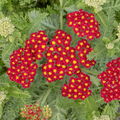 Buy Achillea 'Strawberry Seduction' online UK
