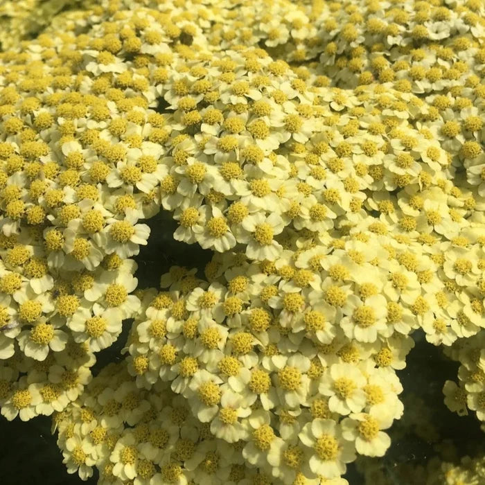 Buy Achillea 'Sunny Seduction' online UK
