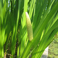 Buy Acorus calamus (Sweet Flag) online UK