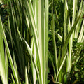 Buy Acorus calamus 'Variegatus' (Variegated Sweet Flag) online UK