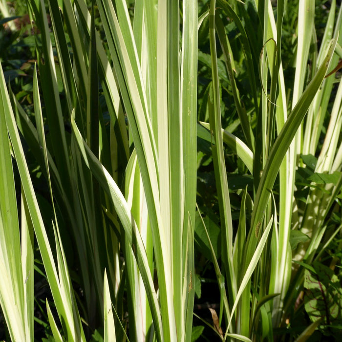 Buy Acorus calamus 'Variegatus' (Variegated Sweet Flag) online UK