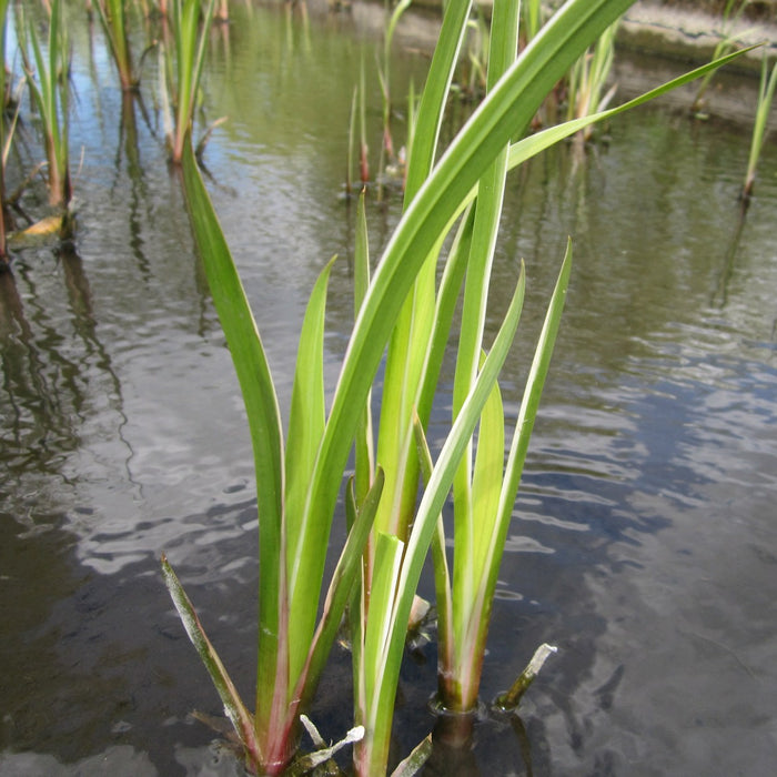 Buy Acorus calamus 'Variegatus' (Variegated Sweet Flag) online UK