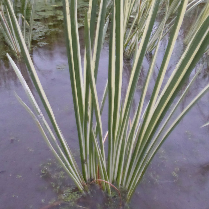 Buy Acorus calamus 'Variegatus' (Variegated Sweet Flag) online UK