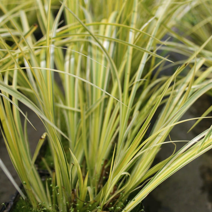 Buy Acorus gramineus 'Ogon' (Golden Variegated Sweet Flag) online UK