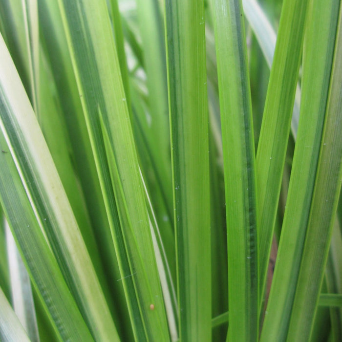 Buy Acorus gramineus 'Ogon' (Golden Variegated Sweet Flag) online UK