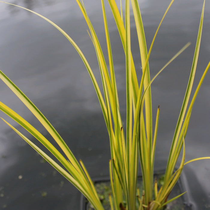 Buy Acorus gramineus 'Ogon' (Golden Variegated Sweet Flag) online UK