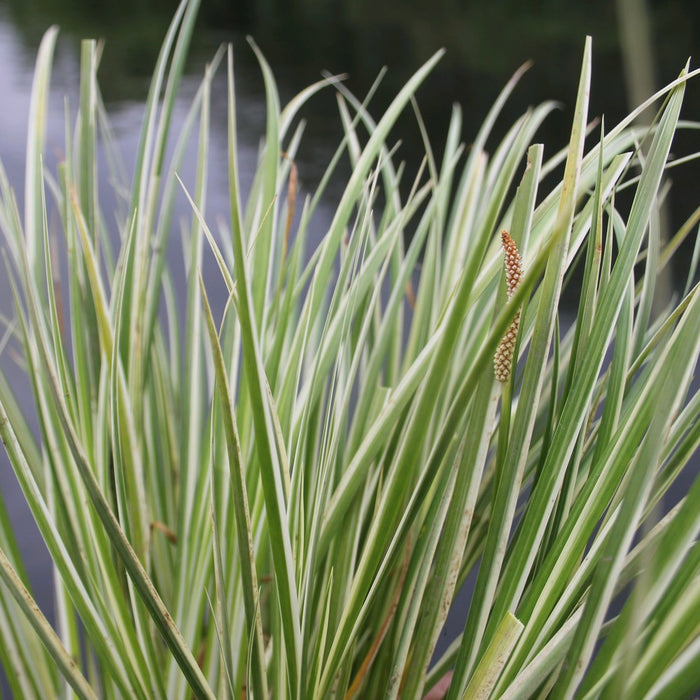 Buy Acorus gramineus 'Variegatus' (Variegated Slender Sweet Flag) online UK