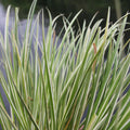 Buy Acorus gramineus 'Variegatus' (Variegated Slender Sweet Flag) online UK