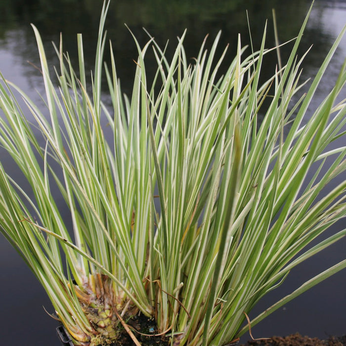 Buy Acorus gramineus 'Variegatus' (Variegated Slender Sweet Flag) online UK