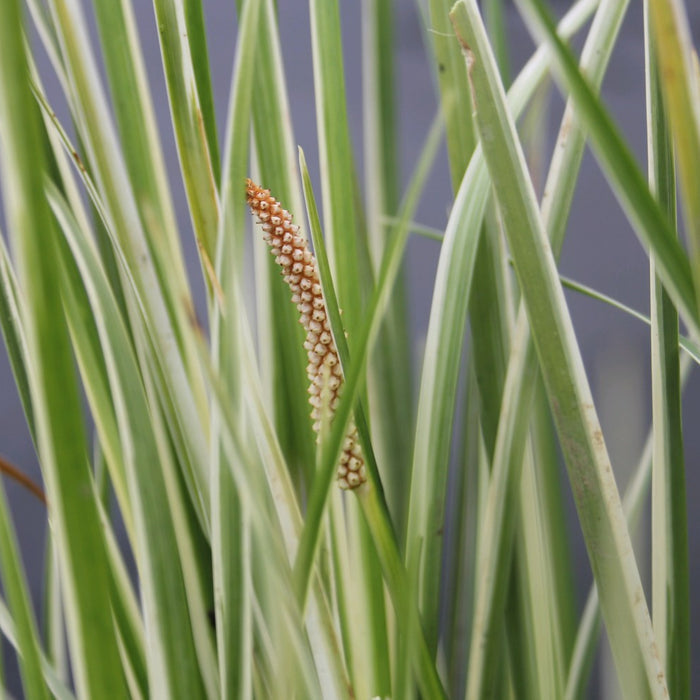 Buy Acorus gramineus 'Variegatus' (Variegated Slender Sweet Flag) online UK