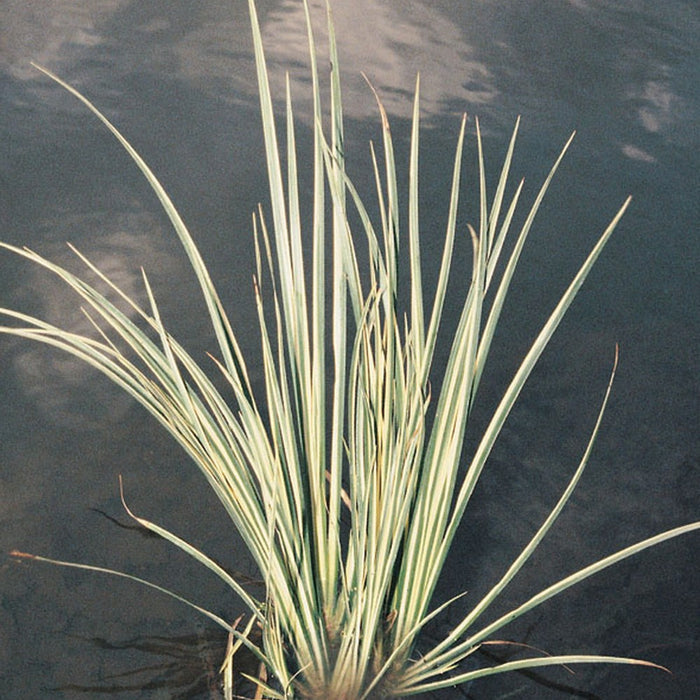 Buy Acorus gramineus 'Variegatus' (Variegated Slender Sweet Flag) online UK