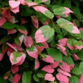 Buy Actinidia kolomikta (Summer Kiwi) online UK
