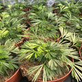 Buy Actiniopteris australis (Eyelash Fern) online UK