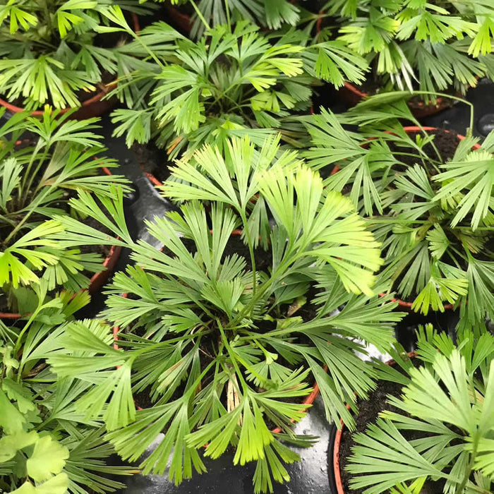 Buy Actiniopteris australis (Eyelash Fern) online UK