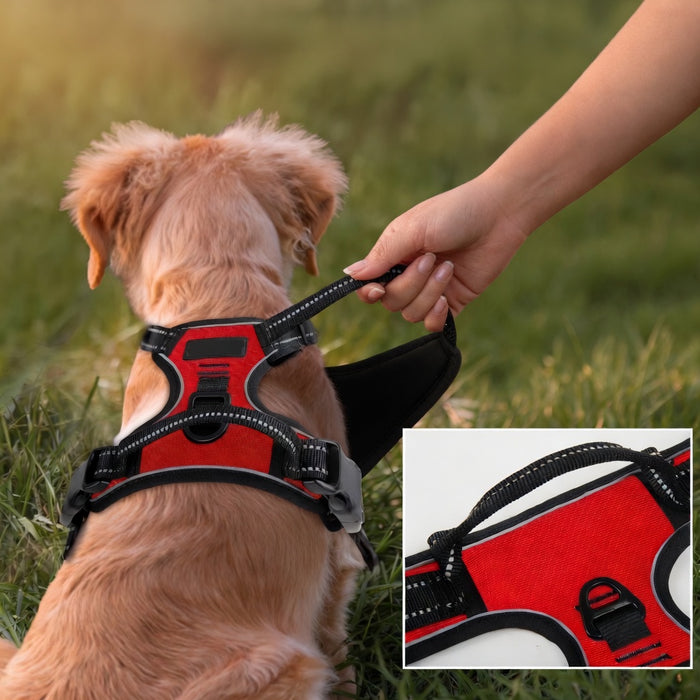 Adventure Dog Gear Set