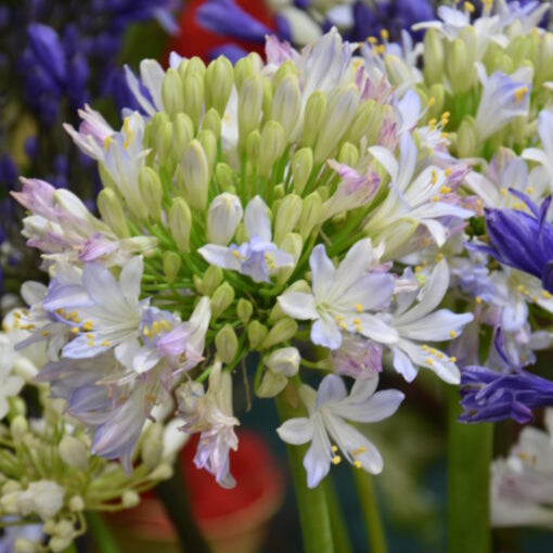 Buy Agapanthus 'Argentina' Roots online UK