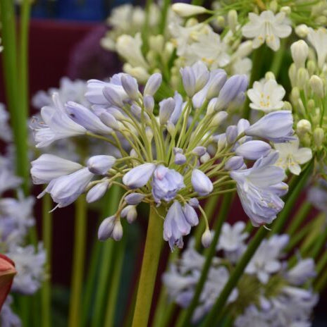 Buy Agapanthus 'Blue Sky' Roots or Clumps online UK