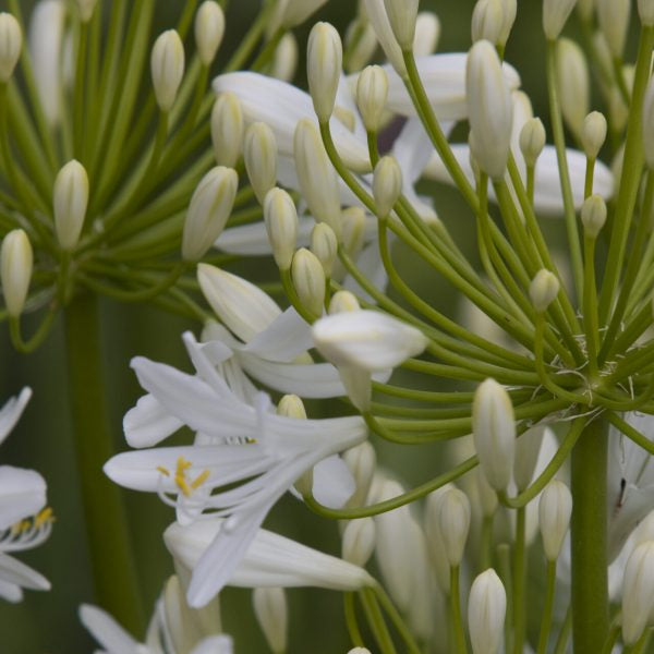 Agapanthus Bridal Bouquet