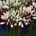 Buy Agapanthus 'Chocolate Cream' Roots or Clumps online UK