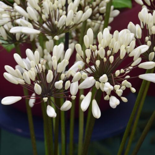 Buy Agapanthus 'Chocolate Cream' Roots or Clumps online UK