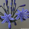 Buy Agapanthus 'Columba' Roots online UK