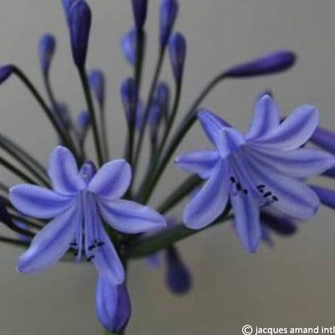 Buy Agapanthus 'Columba' Roots online UK