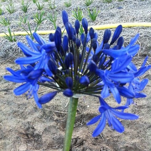 Buy Agapanthus 'Columba' Roots online UK
