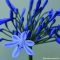 Buy Agapanthus 'Doctor Brouwer' Roots or Clumps online UK